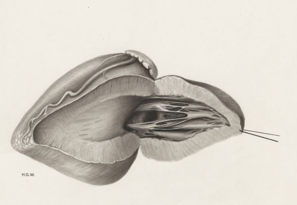 H.G Wetselaar, Heart and adjacent organs