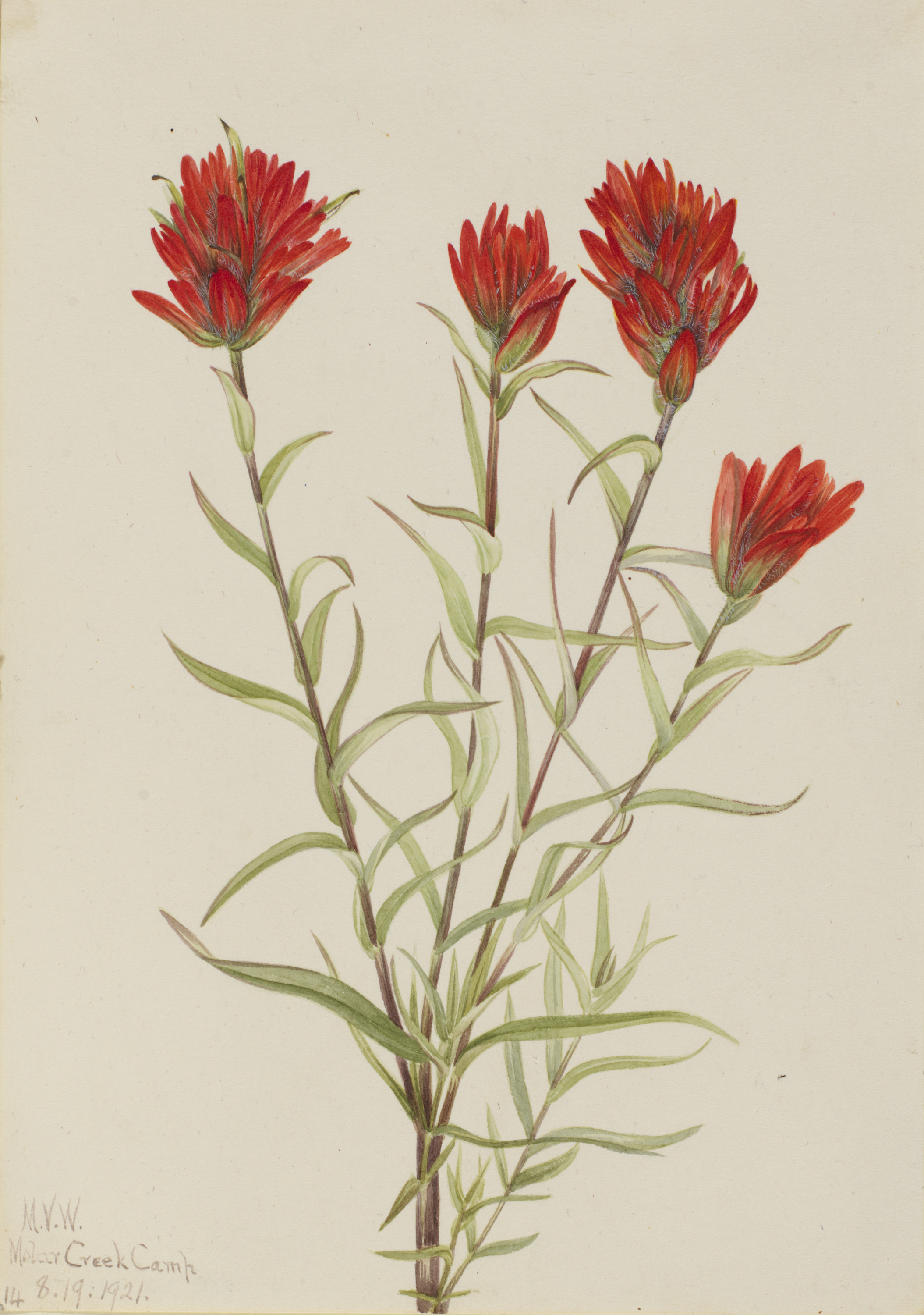 Mary Vaux Walcott, Giant Red Paintbrush (Castilleja miniata)