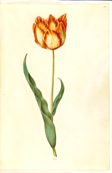 Hans Simon Holtzbecker, Tulipa gesneriana (have-tulipan)