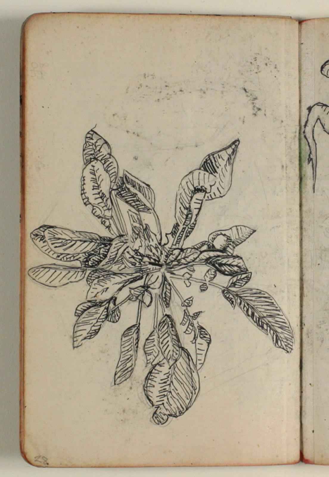 Niels Larsen Stevns, Plantestudie