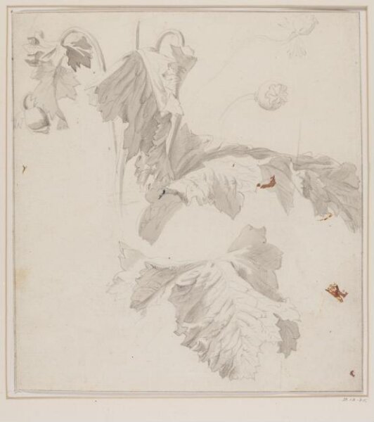 Unknown, Studies of the Leaves and Seed Pods on an Opium Poppy (Papaver somniferum)