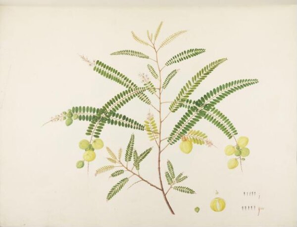 unknown, Flowers and Fruits
