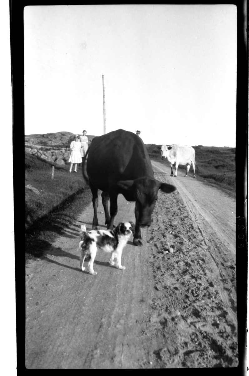 Rolf Sr. Sundt, Kuer langs landeveien møter en hund, to barn står i bakgrunn. Fotografert 1917.
