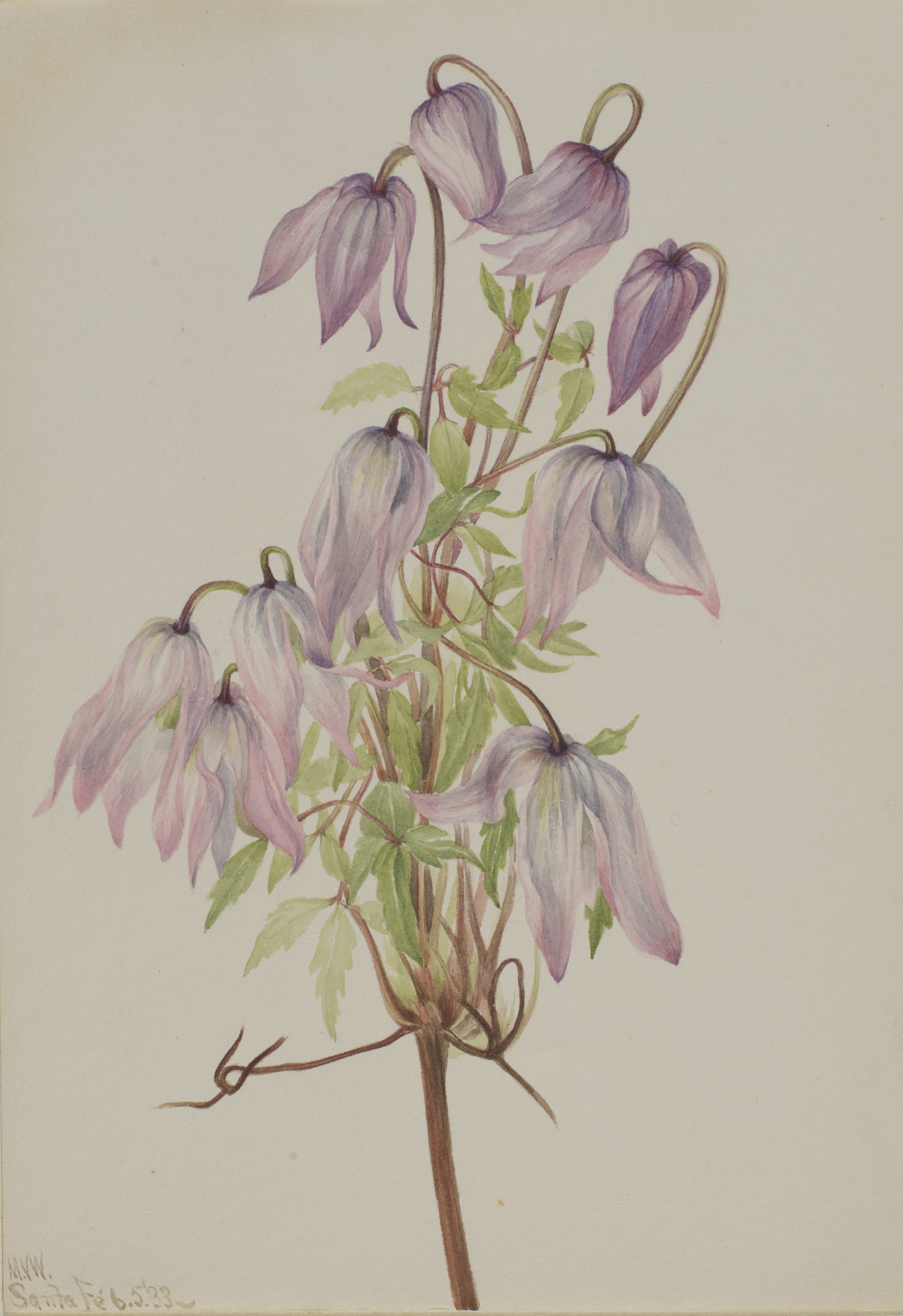 Mary Vaux Walcott, Jicarilla (Clematis pseudoalpina)