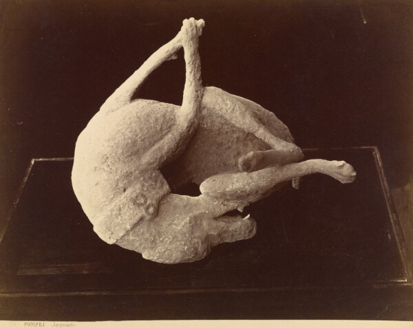 Giorgio Sommer, [Cast of a Dog Killed by the Eruption of Mount Vesuvius, Pompeii]