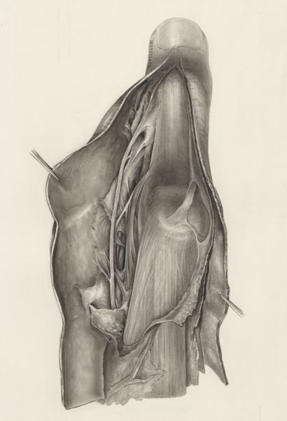 H.G Wetselaar, Muscular tissue of a mammal's finger