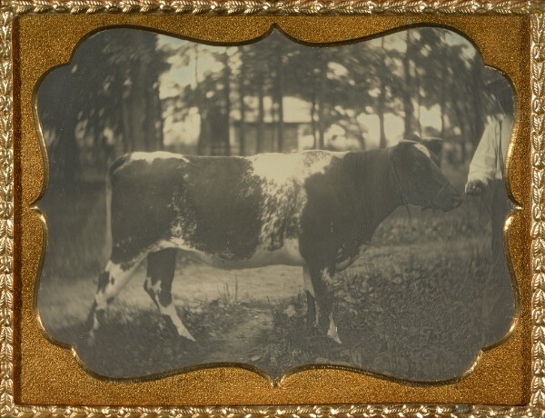 Unknown, [Herdsman with cow]
