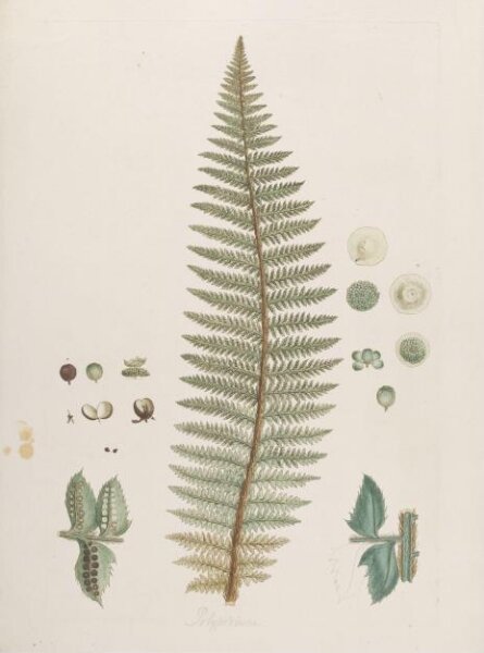 John Miller, Print