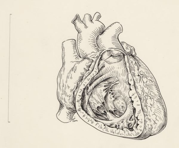 J Tinkelenberg, Tissue of the embryonic heart