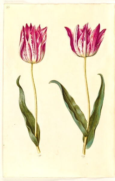 Hans Simon Holtzbecker, Tulipa gesneriana (have-tulipan)