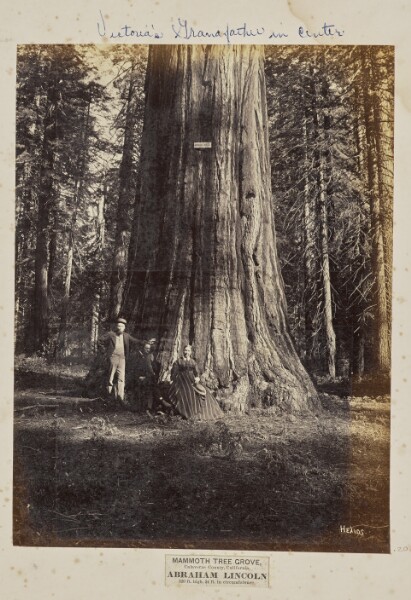 Eadweard J. Muybridge, Mammoth Tree Grove, Calaveras County, California. Abraham Lincoln. 320 Feet High, 54 Feet in Circumference