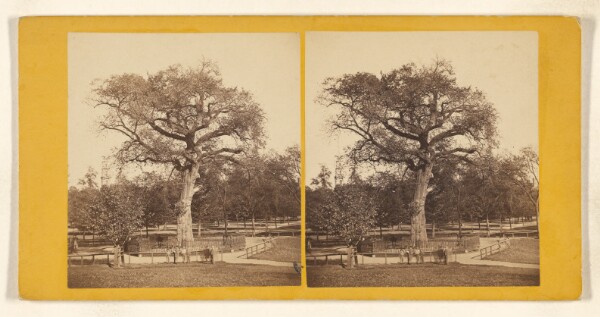 John B. Heywood, Old Elm Tree on Boston Common. [Boston, Mass.]