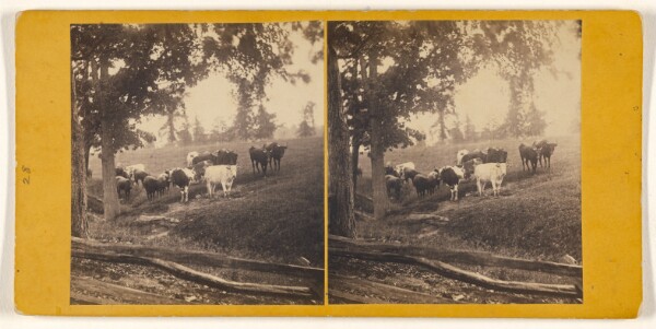 Unknown, [Strandgaard. 1868. View on Grand Island. Niagara River.]
