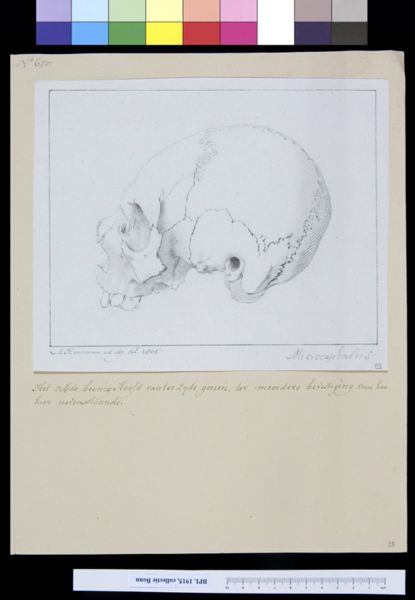 M. Houtman, Skull, lateral view