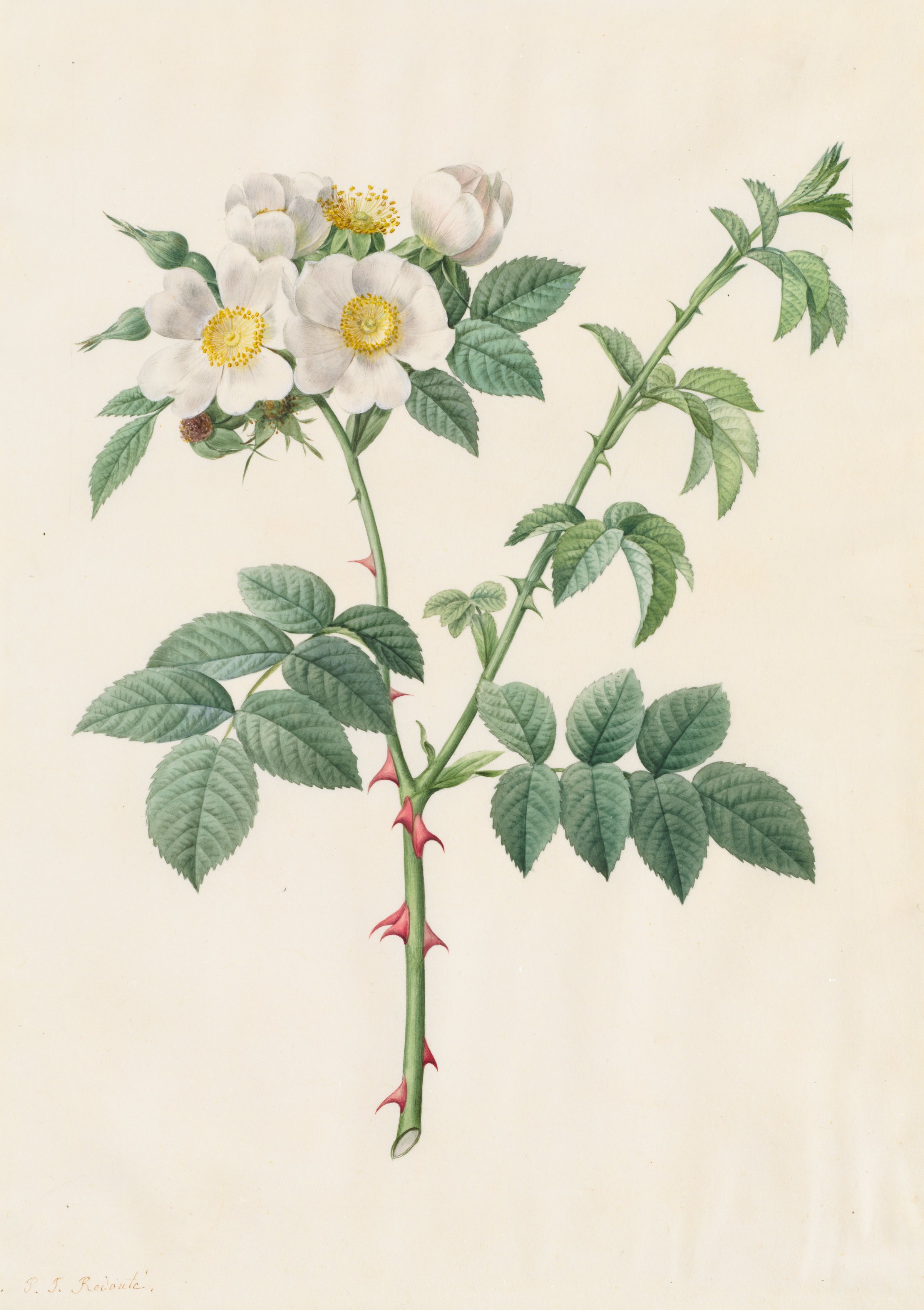 Pierre-Joseph Redouté, Brier Bush Rose or Dog Rose (Rosa Leucantha)