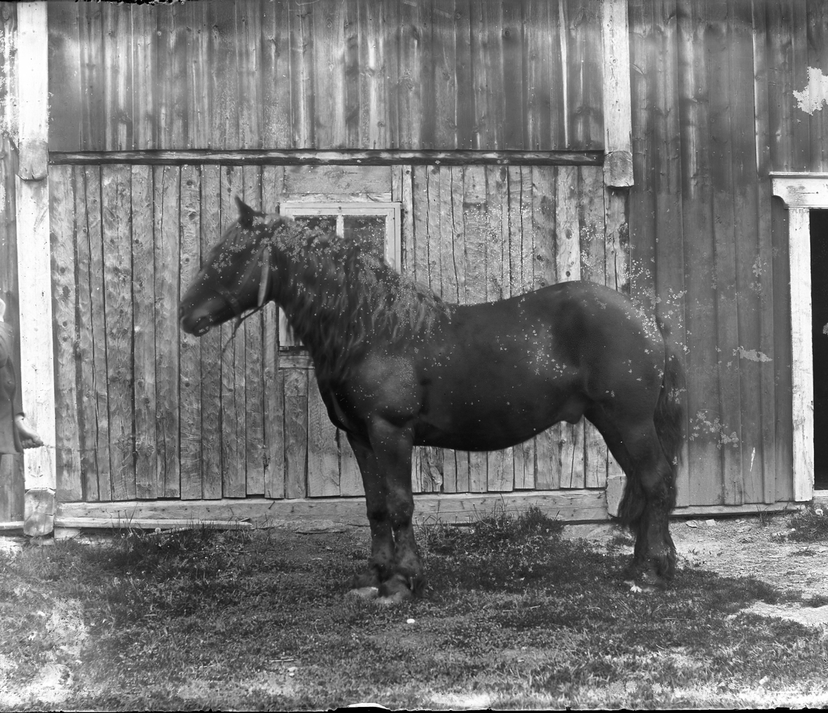 Peder J. Bredalslien, hest,