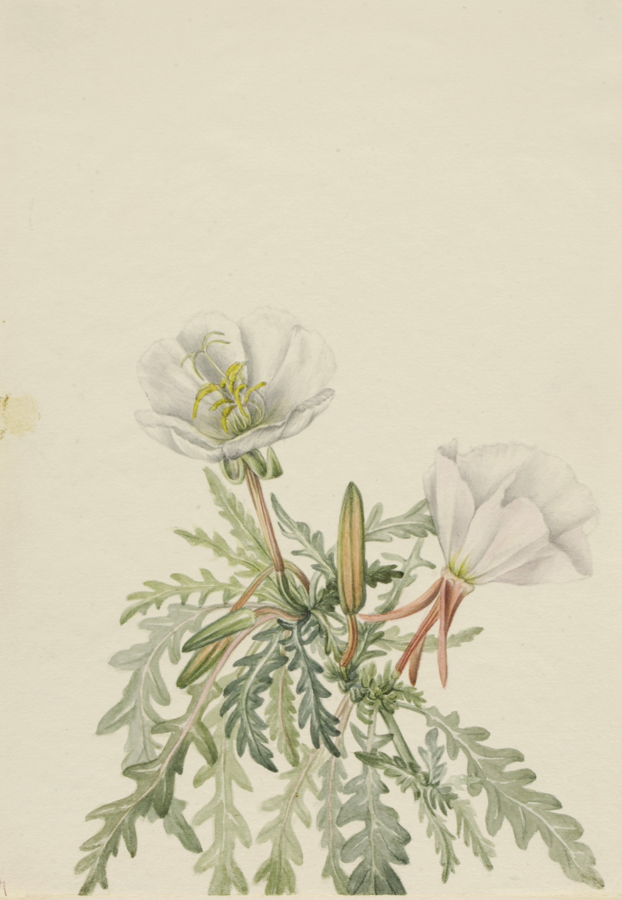 Mary Vaux Walcott, White Dawnrose (Pachyloplus marginatus)