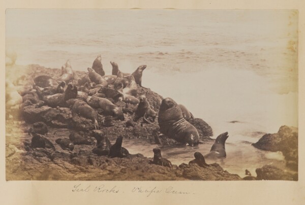 Unknown, Seal Rocks, Pacific Ocean