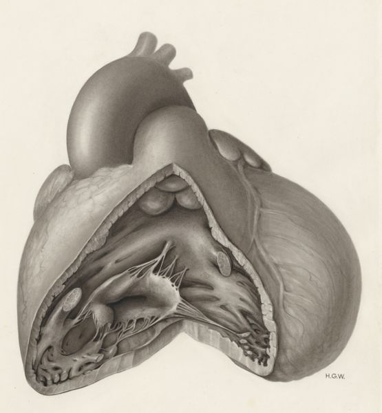 H.G Wetselaar, Heart and adjacent organs