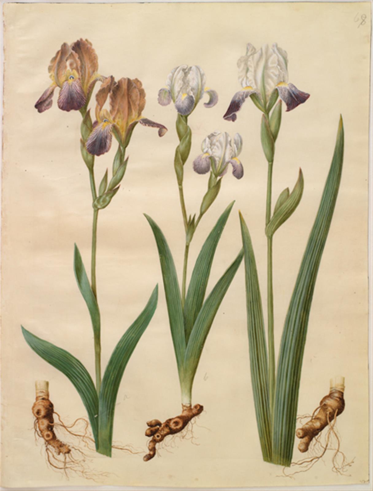 Hans Simon Holtzbecker, Iris ×sambucina (hylde-iris); Iris ×amoena (iris-hybrid)