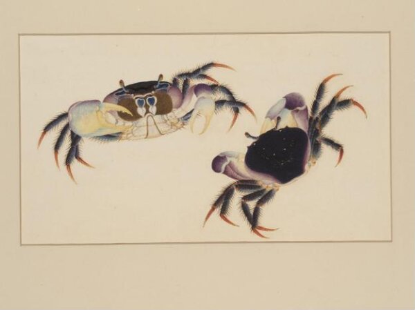 Unknown, One of four natural-history drawings.