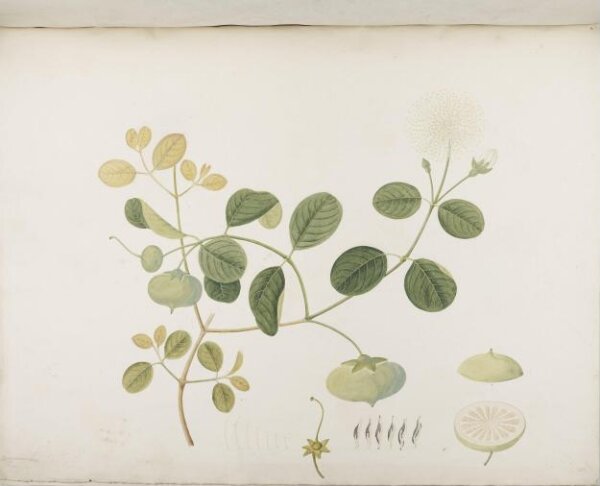 unknown, Flowers and Fruits