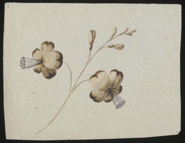 unknown, Drawing