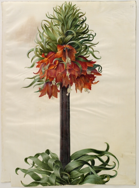 Hans Simon Holtzbecker, Fritillaria imperialis (kejserkrone)