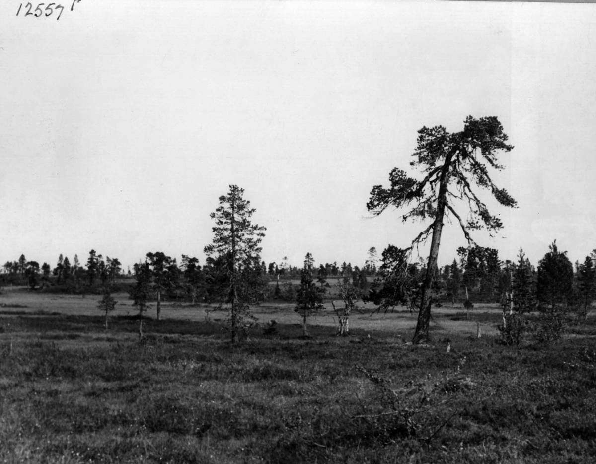 Anders Beer Wilse, Landskap Ljørdalen