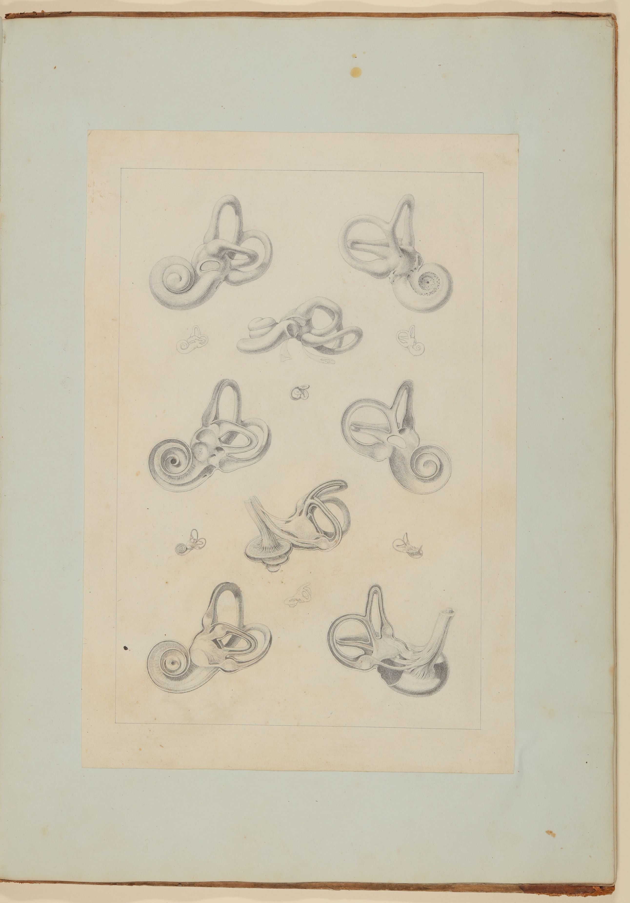 Christian Koeck, Das Innere des menschlichen Hörorganes: Labyrinth [Vorzeichnung zu Samuel Thomas Soemmerring, Abbildungen des menschlichen Hörorganes, Frankfurt am Main 1806, Tafel III ("schattierte" Darstellung)]