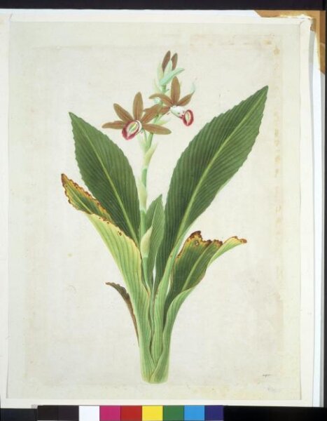 Unknown, Nun Orchid
