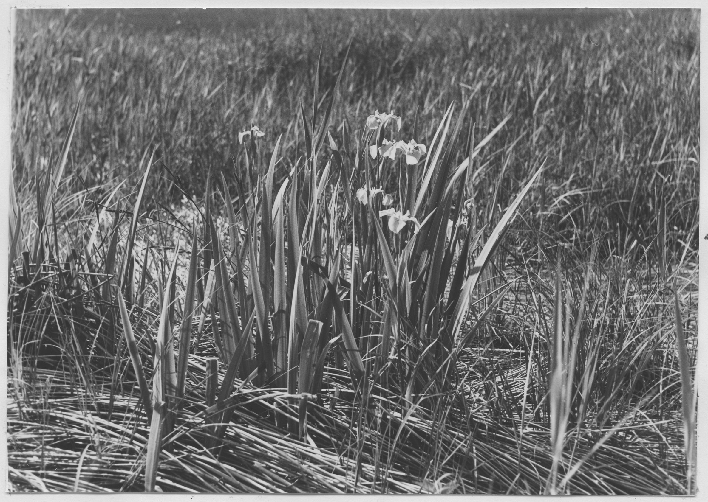 Mårten Sjöbeck, Lillabysjön, dybotten med blommande svärdslilja