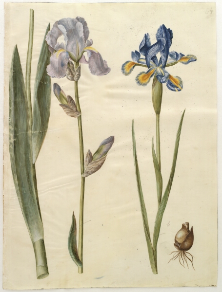 Hans Simon Holtzbecker, Iris ×germanica (have-iris); Iris xiphium (spansk iris)