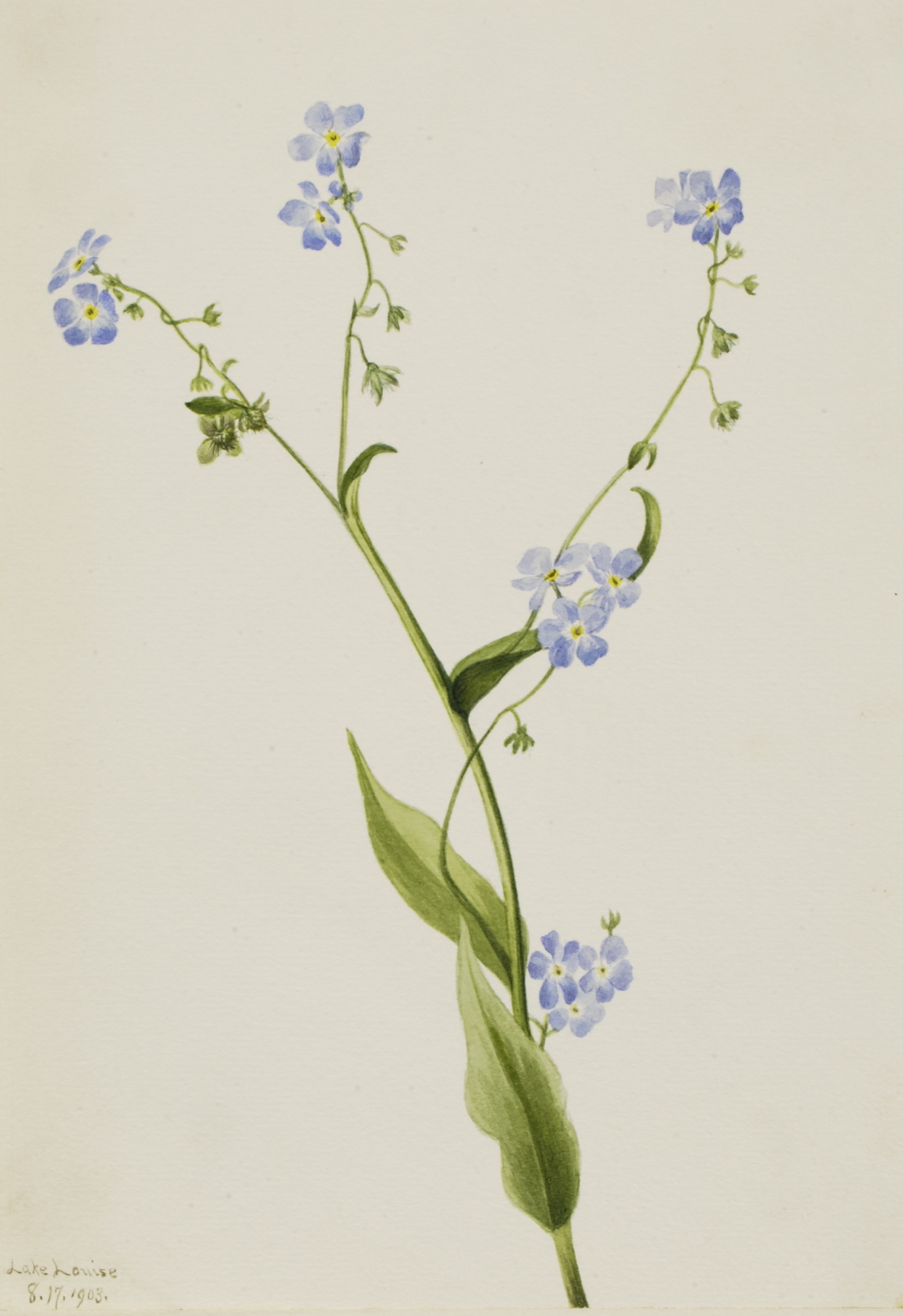 Mary Vaux Walcott, Bur-forget-me-not (Lappula diffusa)