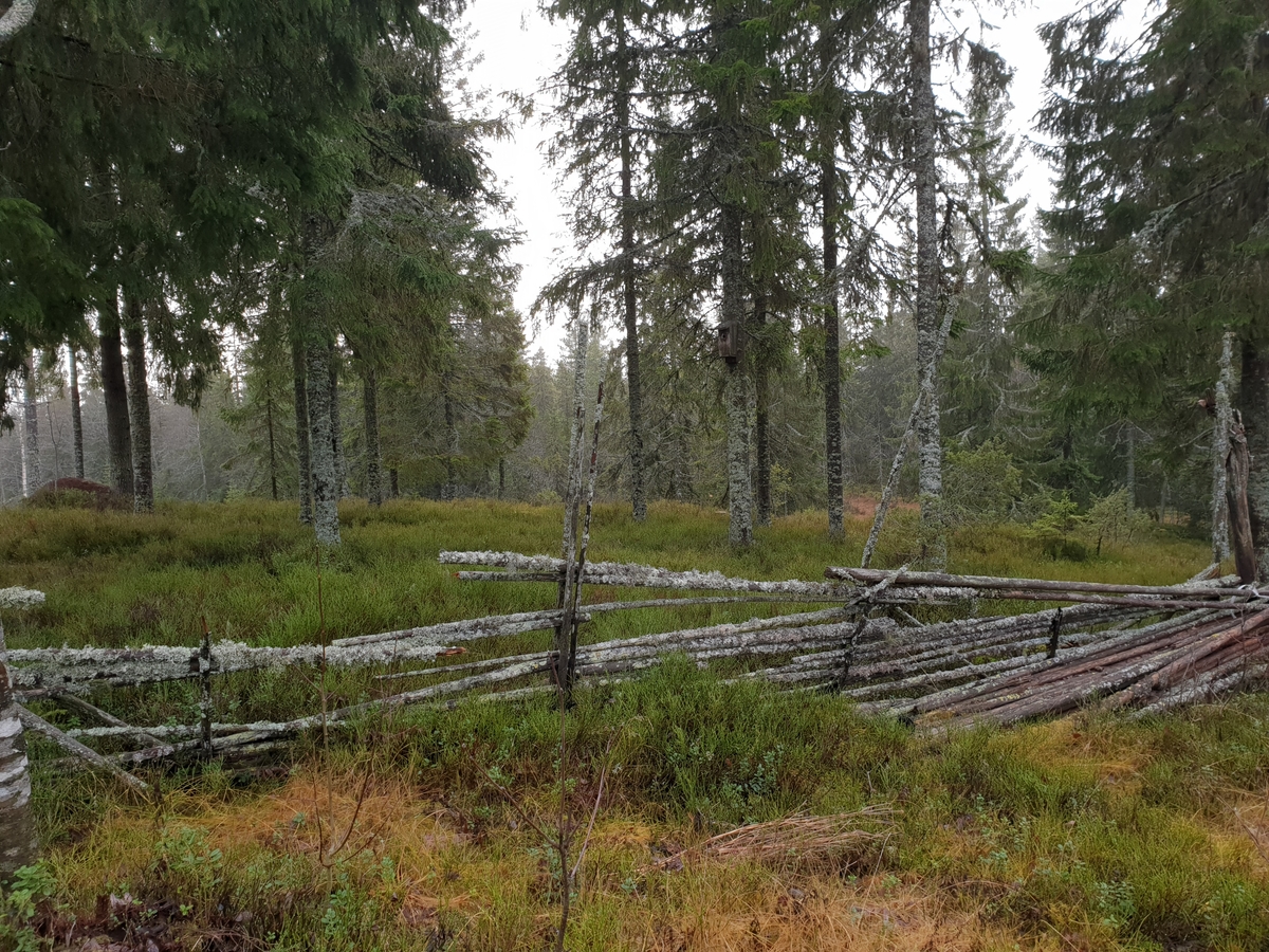 Jennie Tiderman-Österberg, Förfallen gärdesgård på Bergsätra fäbod Lima, 2018.