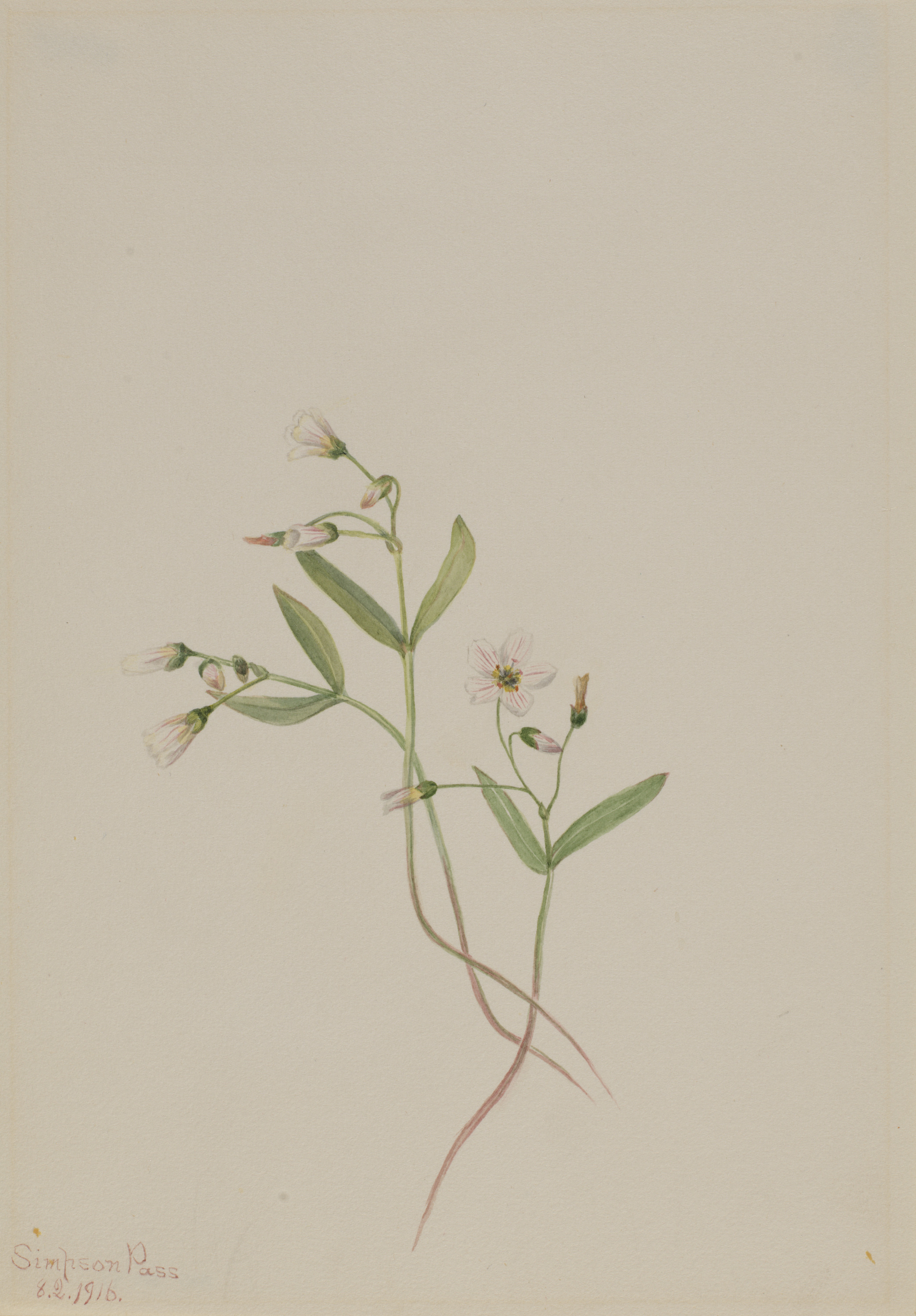 Mary Vaux Walcott, Spring Beauty (Claytonia lanceolata)