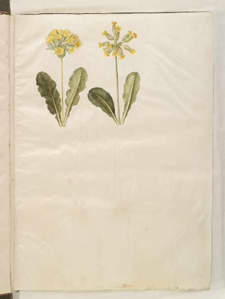 Hans Simon Holtzbecker, Primula veris (hybrid af hulkravet kodriver); Primula veris (hulkravet kodriver)