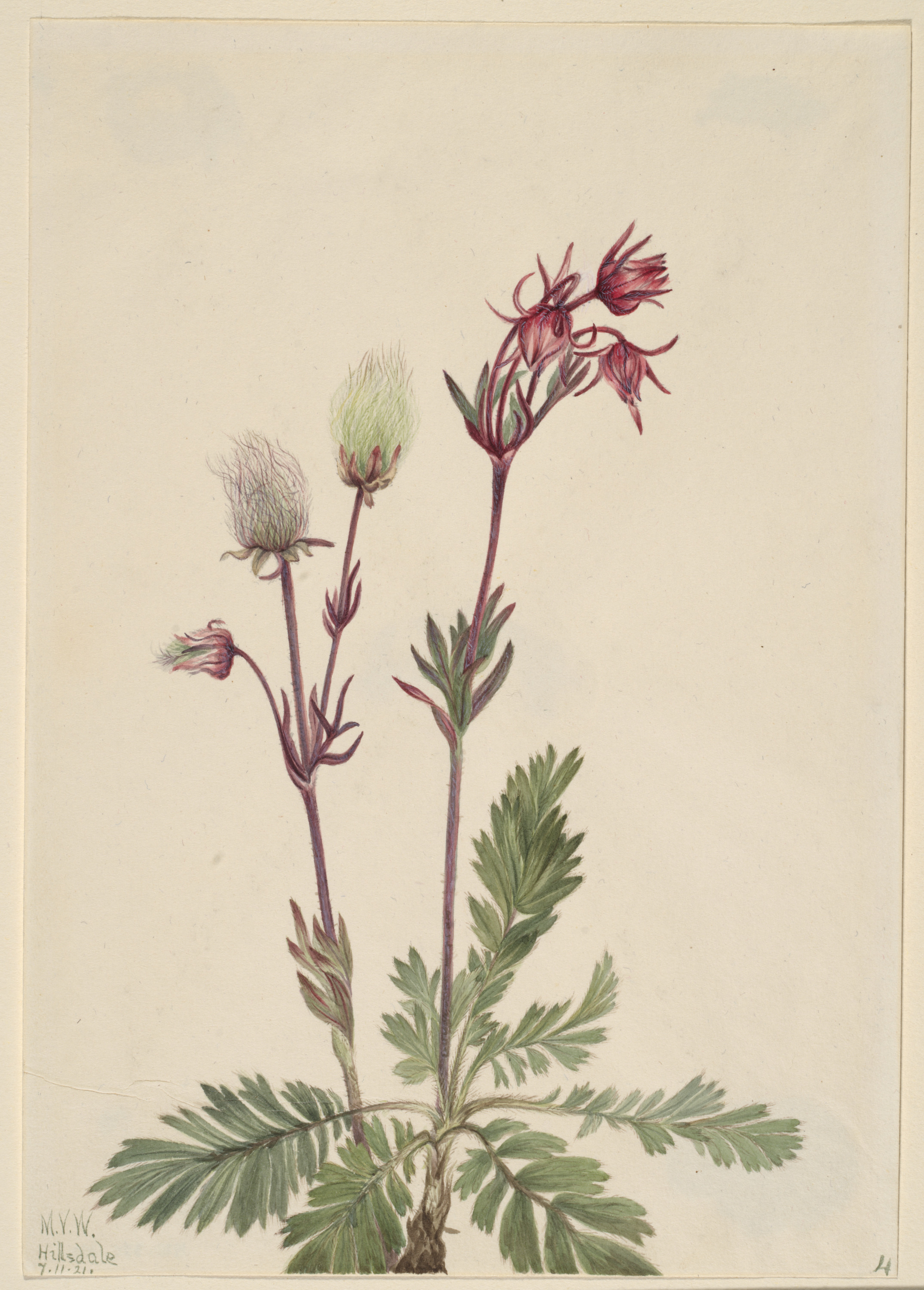 Mary Vaux Walcott, Prairie-Smoke (Sieversia ciliata)