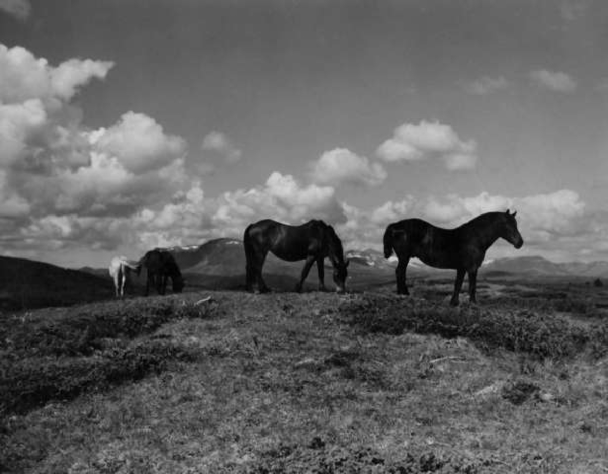 Anders Beer Wilse, -7978