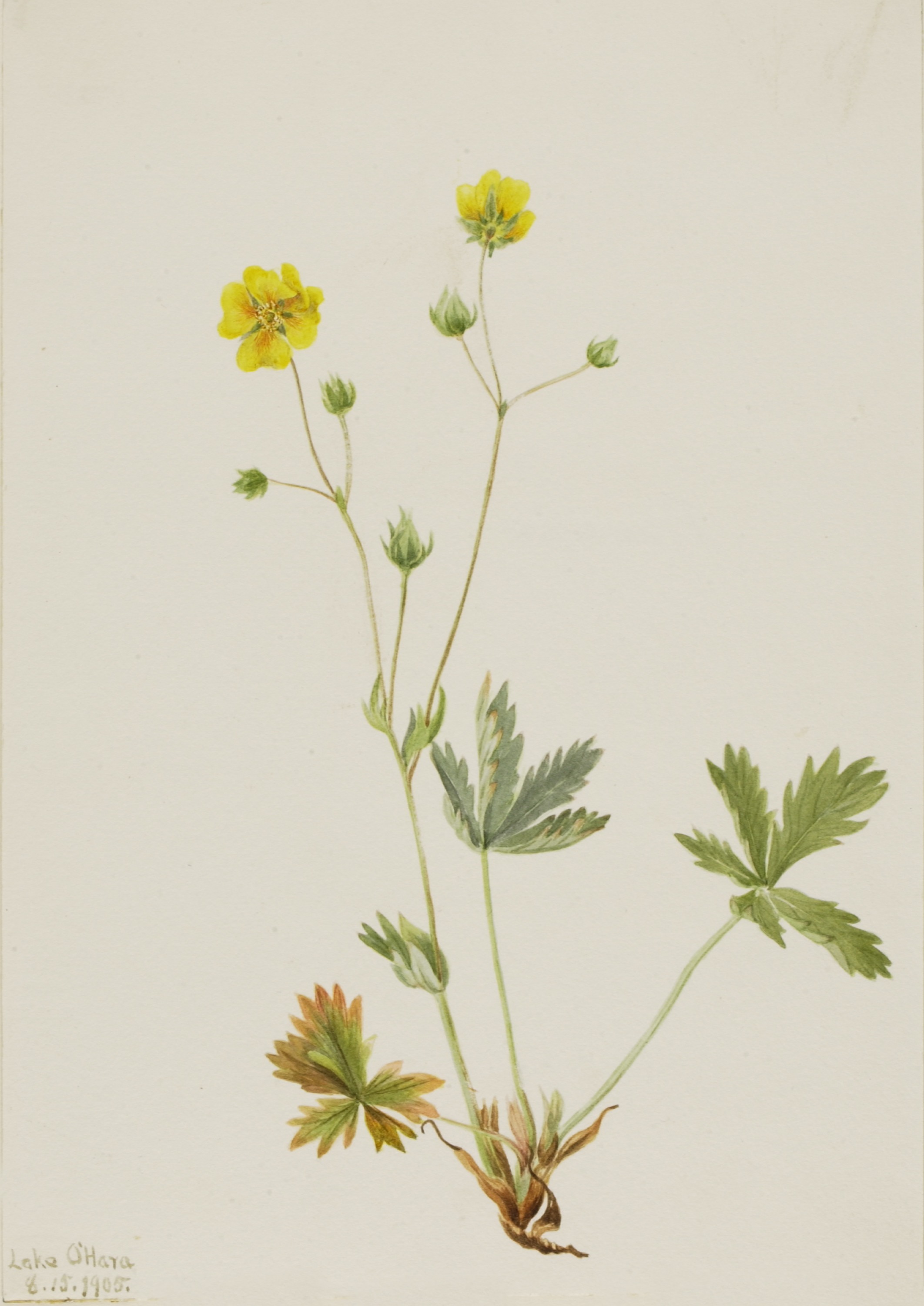 Mary Vaux Walcott, Grayleaf Fivefinger (Potentilla glaucophylla)