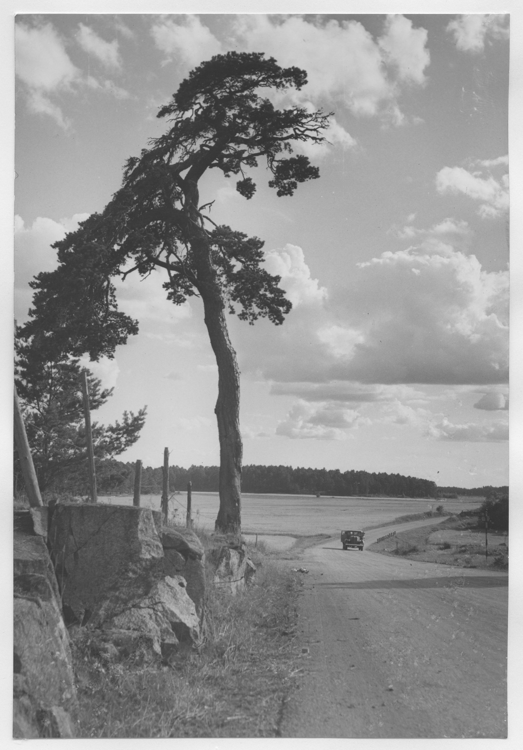 Mårten Sjöbeck, Skärfälten, tallar