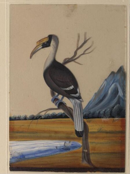 Unknown, A Hornbill