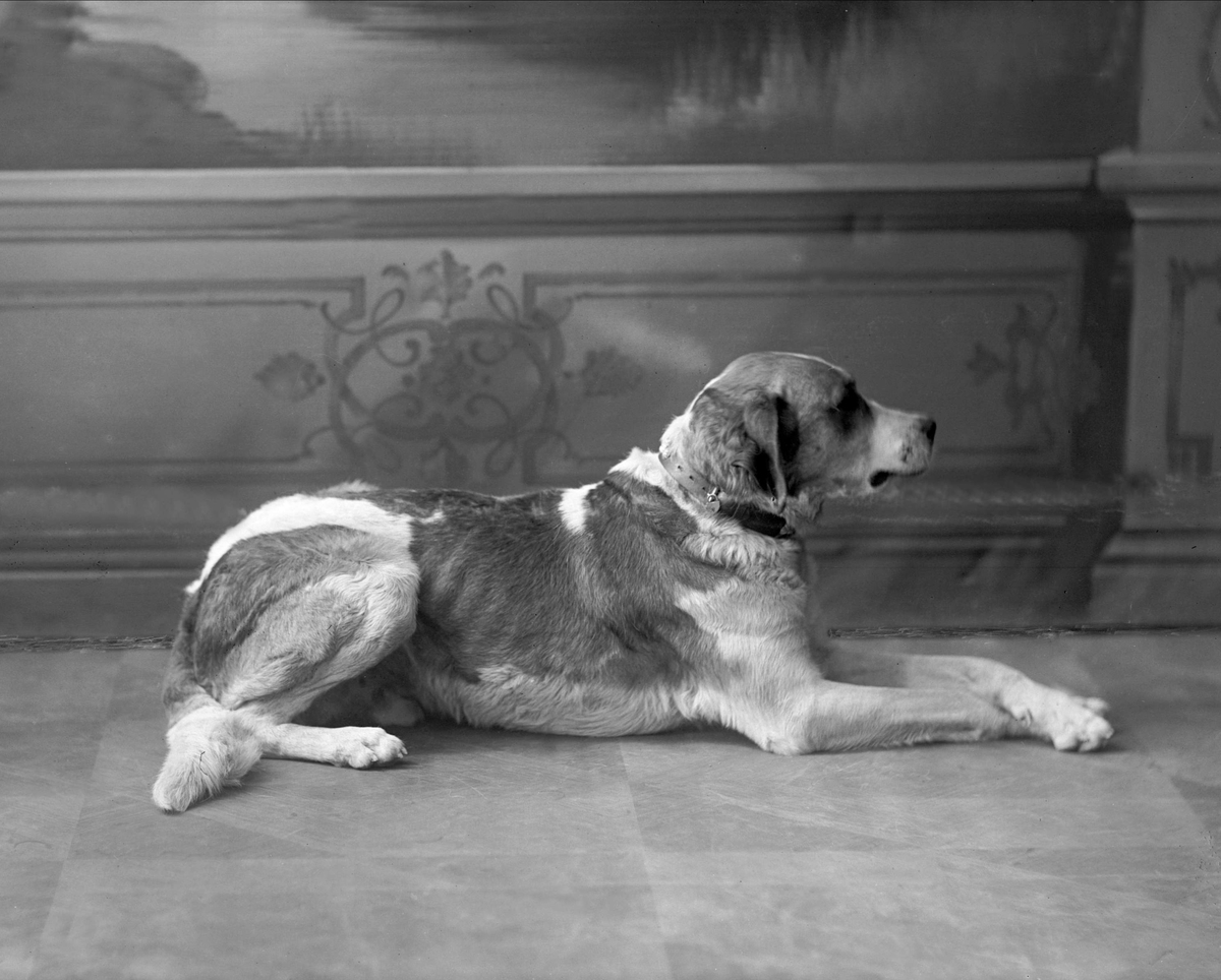 Gustav Borgen, Portrett, hund.