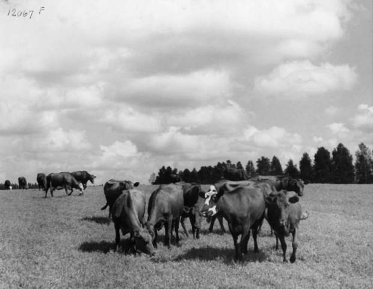 Anders Beer Wilse, -7883