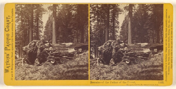 Carleton Watkins, Remains of the Father of the Forest, Mariposa Grove, Mariposa County, Cal.
