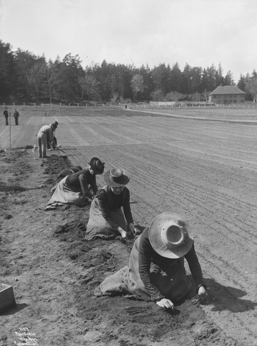 Anders Beer Wilse, Konv: Horten Planteskole - Omskoling