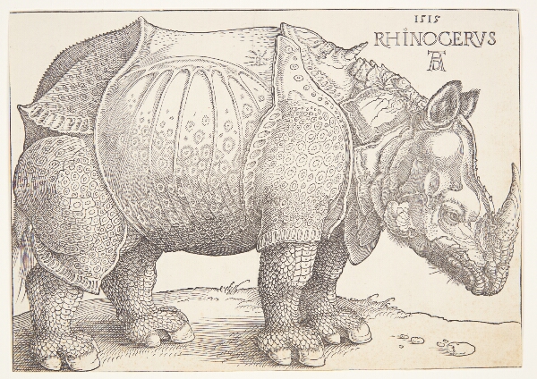 Albrecht Dürer, Næsehornet