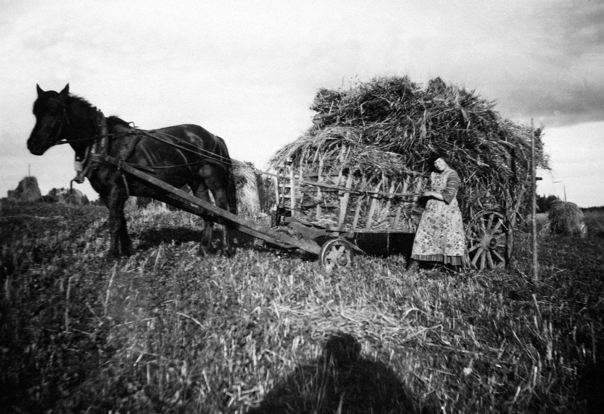 Anno Domkirkeodden, SKURONN, CARLOTTE DAAE KJØRER HEST MED LO, KORNSNEIS I BAKGRUNNEN, HUBRED STORE