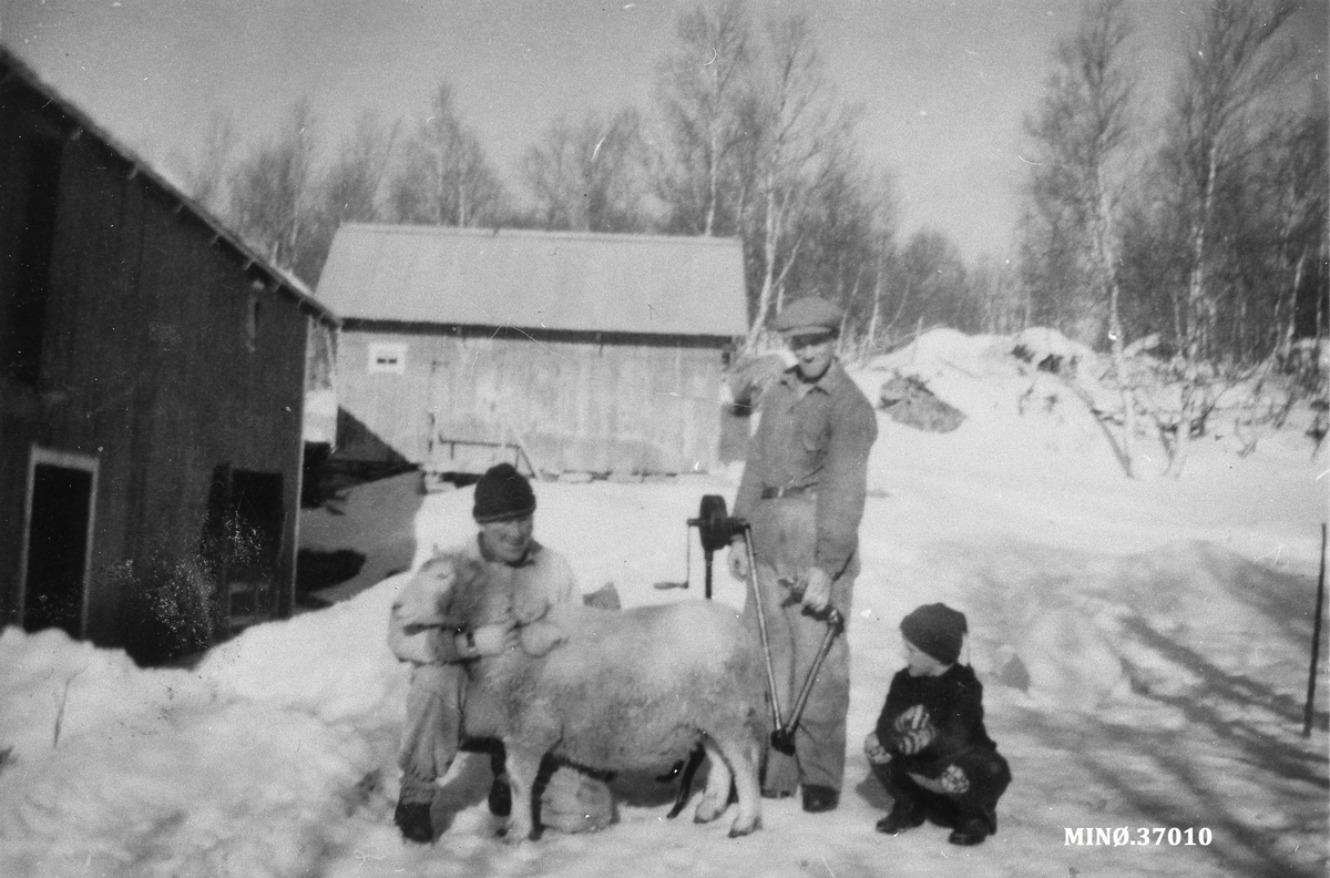 Ukjent, Sauklipping 1953.
