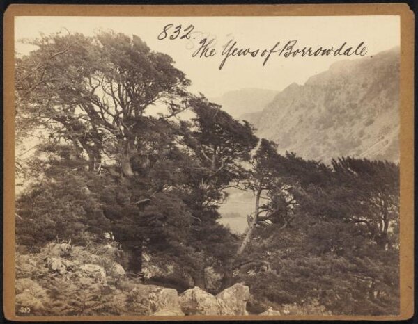 Francis Frith, The Yews of Borrowdale